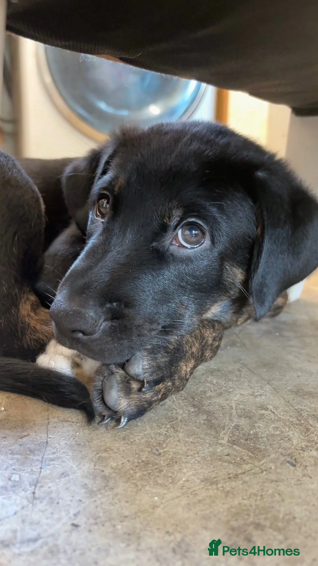 Mixed Breed dogs for sale: 9 weeks old rotten X  - Advert 1