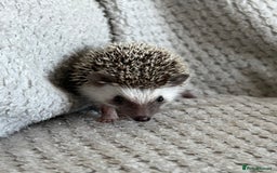 Pygmy Hedgehog rodents for sale: Baby Pygmy hedgehog girl  - Image 1