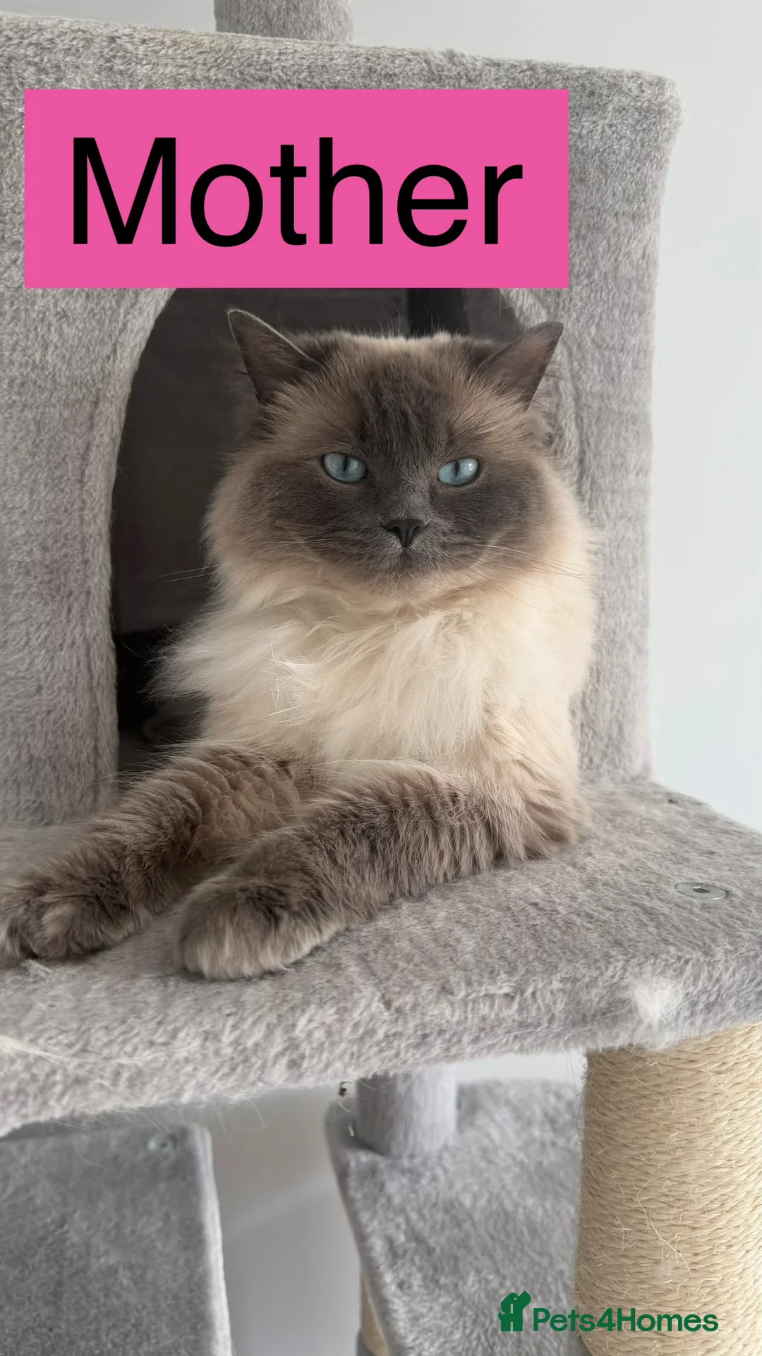 Ragdoll cats for sale: Ragdoll kittens✨ - Advert 2
