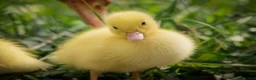 Ducks poultry for sale: Ducklings for sale females 🐥  - Advert 1