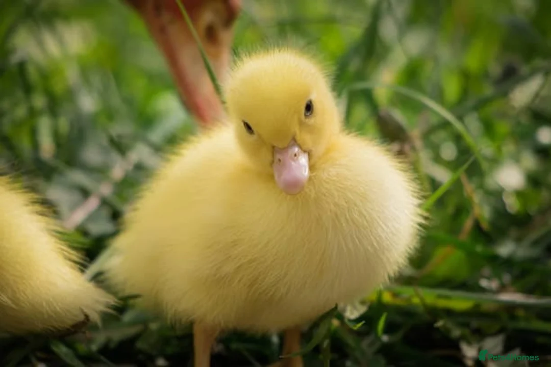 Ducks poultry for sale: Ducklings for sale females 🐥  - Advert 1