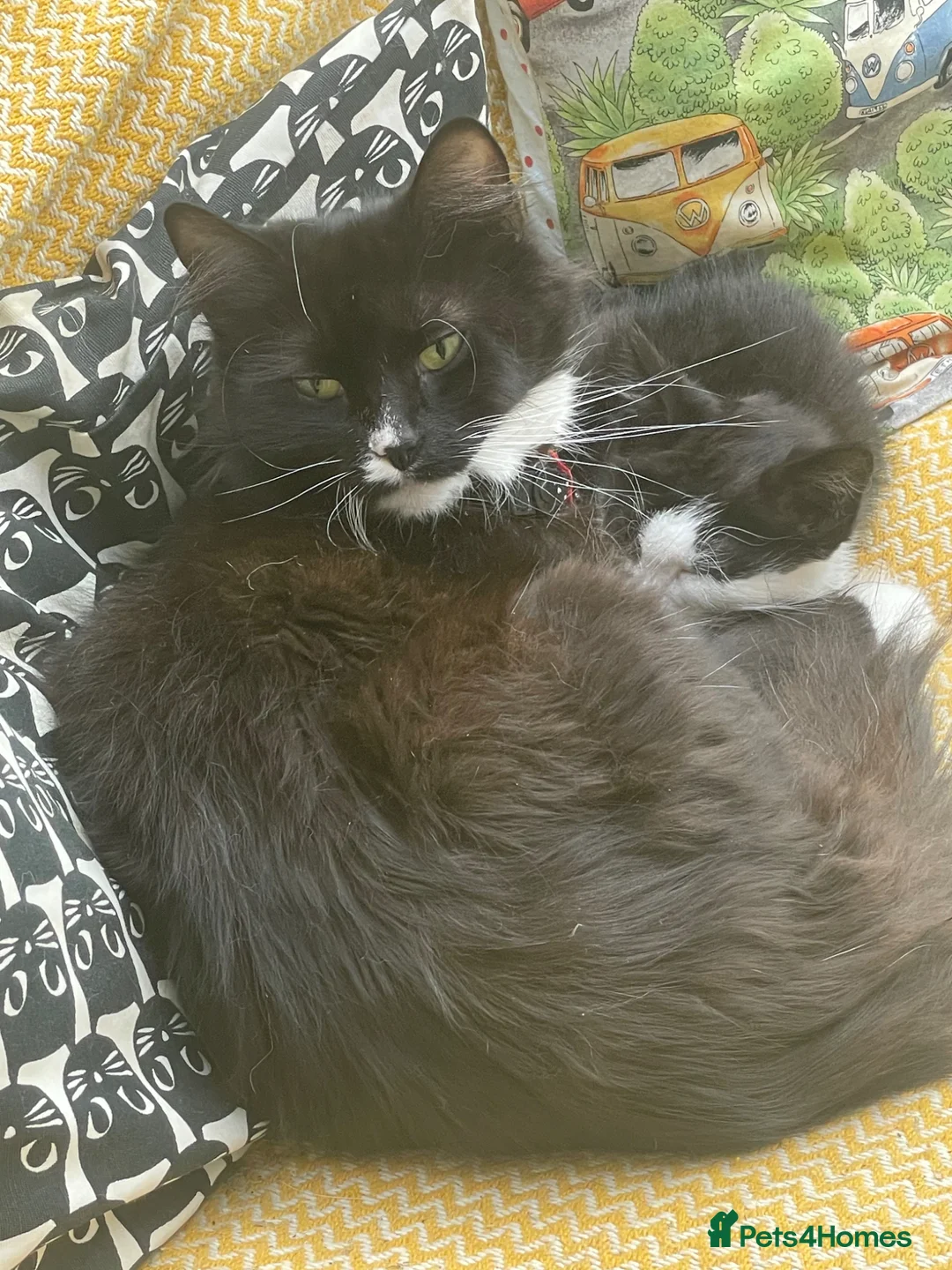 British Longhair cats for sale: Black & White kittens in Northampton - Advert 2