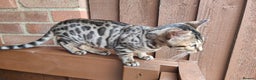 Bengal cats for sale: 1no. Female Bengal Kitten - Advert 8