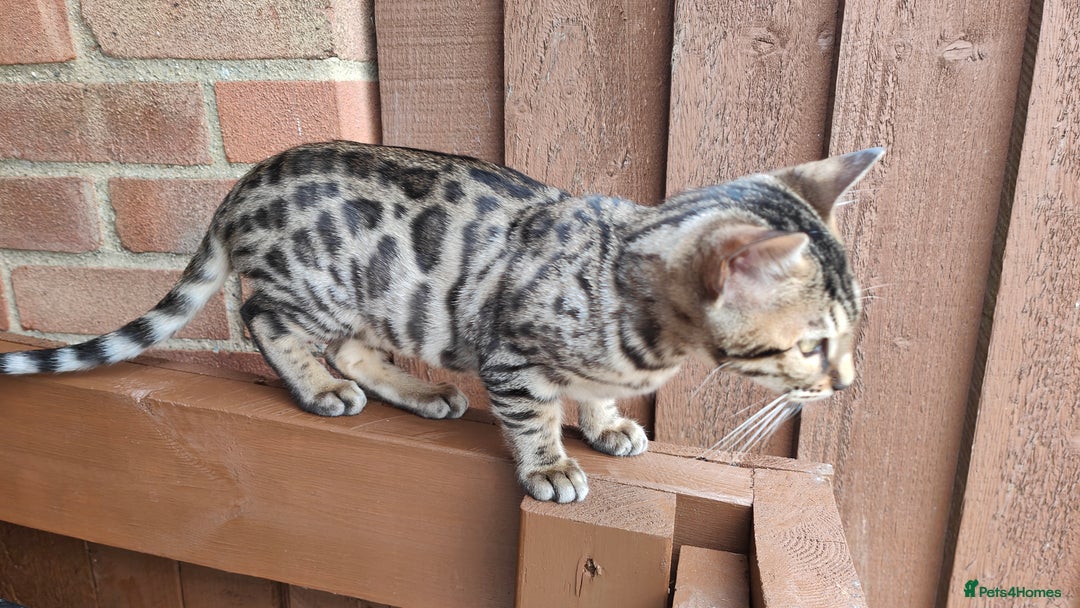 Bengal cats for sale: 1no. Female & 1no. Male Bengal Kittens available - Image 8