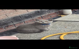 British Shorthair cats for sale: GCCF BSH Kittens pet homes only  - Image 21