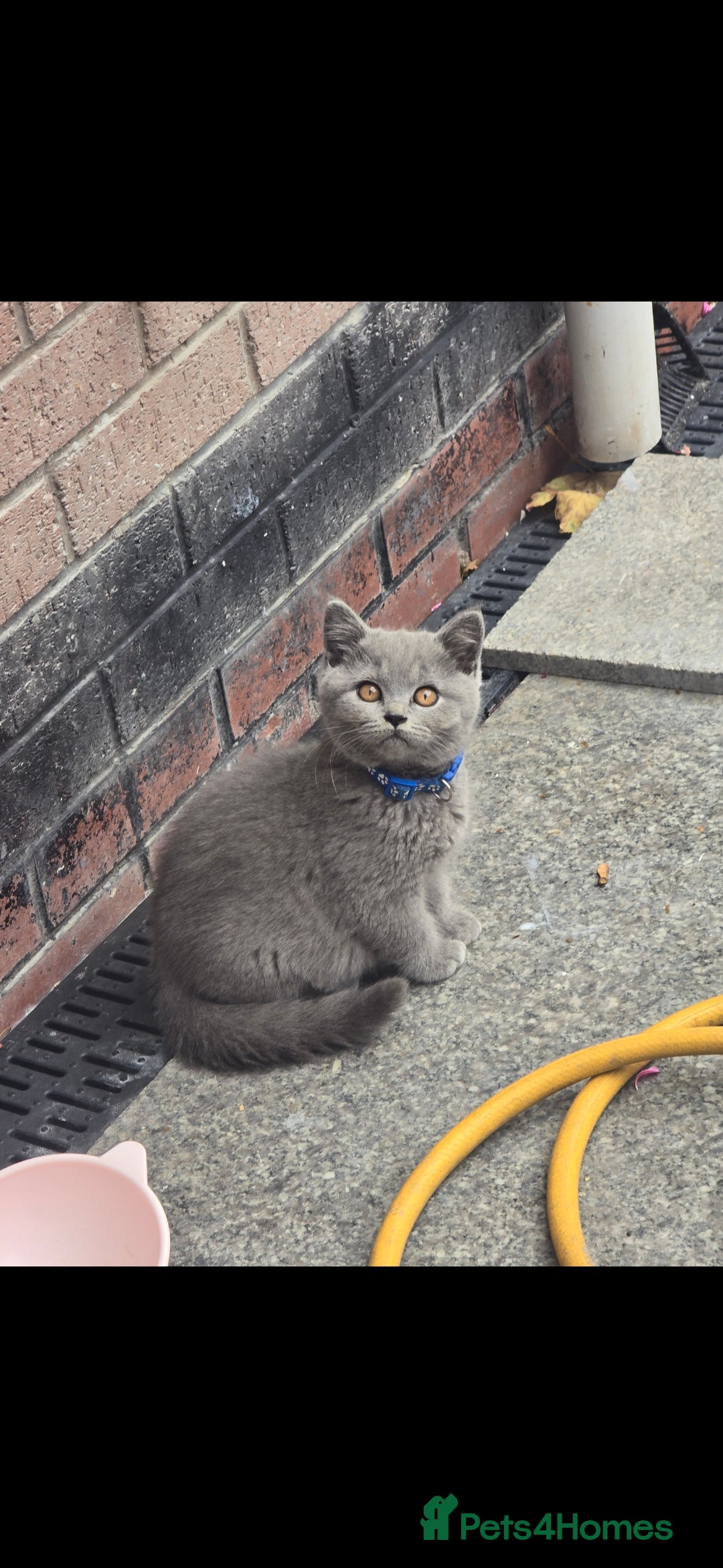 British Shorthair cats for sale: GCCF BSH Kittens pet homes only  - Image 21