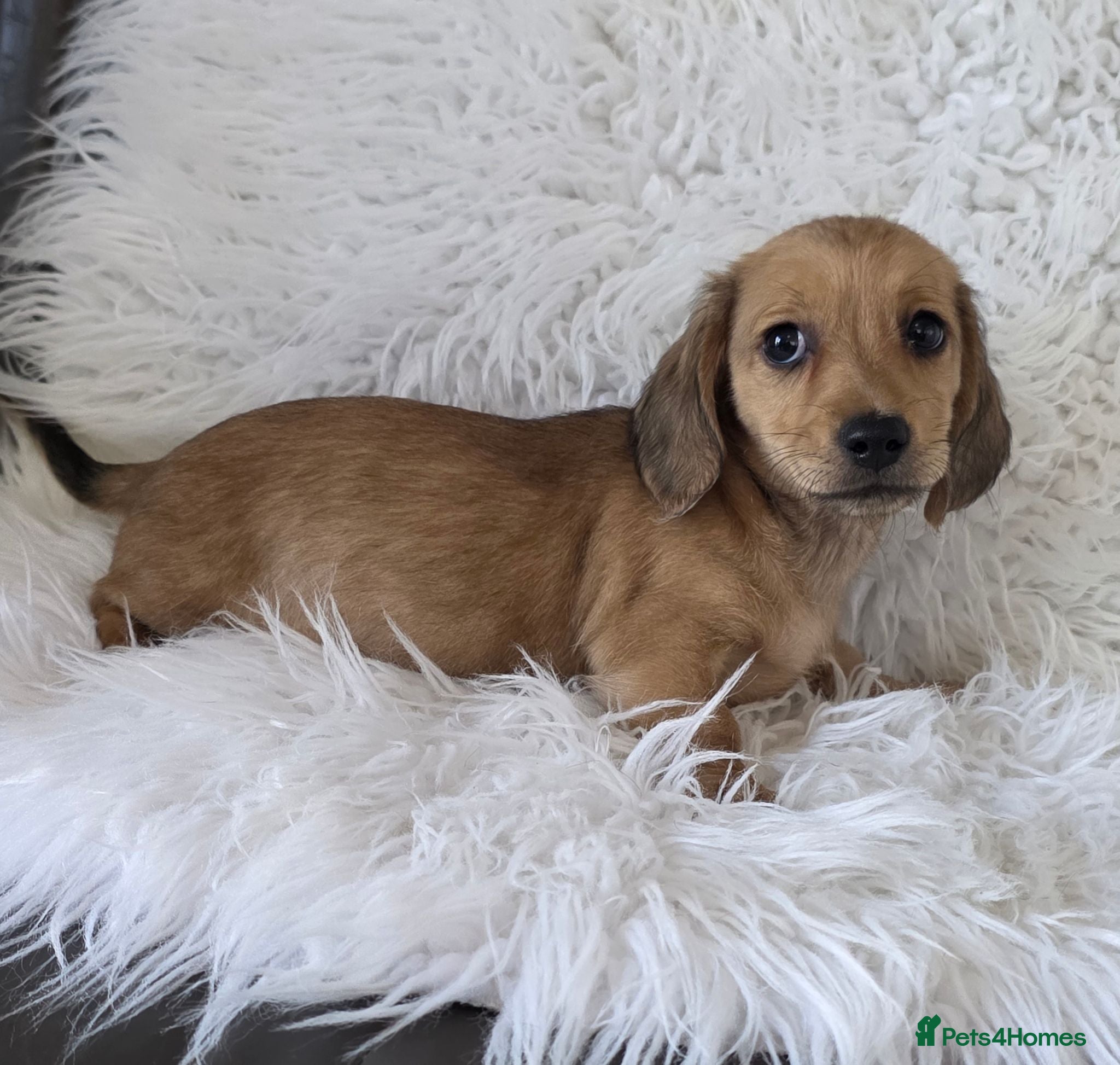 Miniature Dachshund dogs KC reg, 5* Breeder. BOYS ONLY  - Advert 2