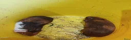 Guinea Pig rodents for sale: Baby boy guinea pigs  available soon - Advert 14