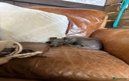 Italian Greyhound dogs for sale: Blue Italian greyhound - health tested lines  - Image 2