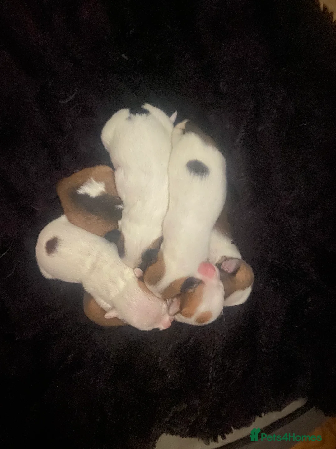 Jack Chi dogs for sale: 3/4 Chihuahua 1/4 Jack Russell puppies  - Advert 8
