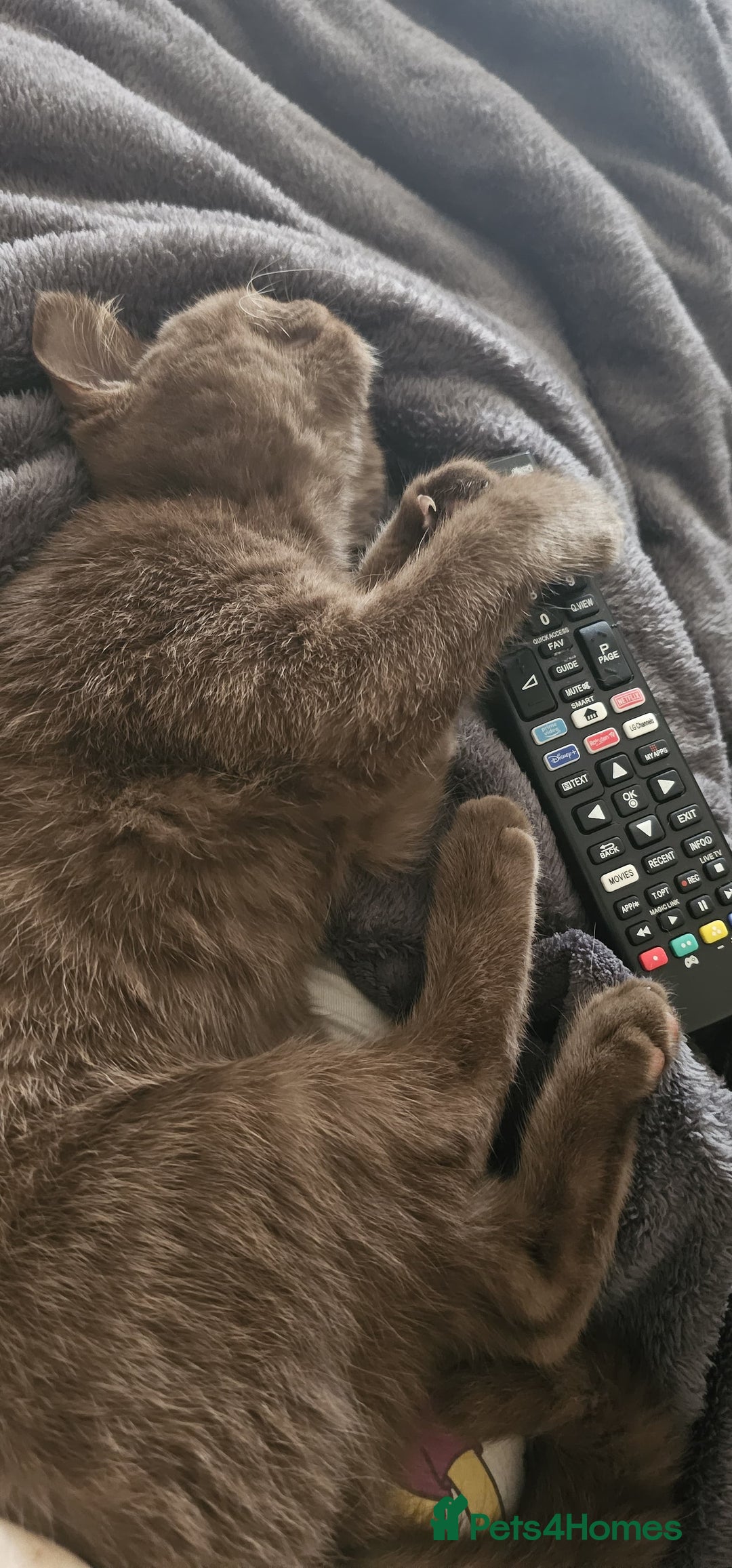 British Shorthair cats for sale: ✨ Beautiful Rare-Coloured British Shorthair Girl ✨ - Advert 5