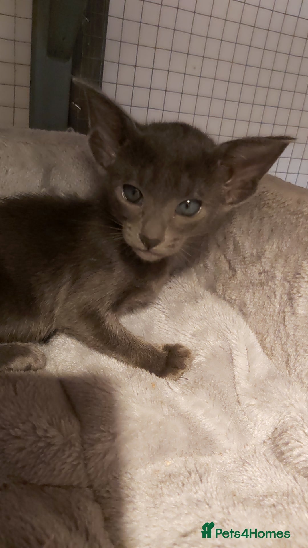 Oriental cats for sale: Full Pedigree Oriental 6 Kittens XL size ears GCCF - Image 34