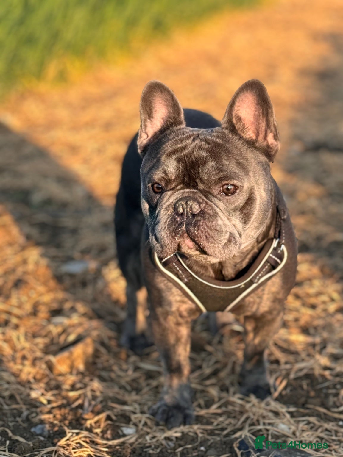 French Bulldog dogs Blue French Bulldog Male – Stud Service Only - Advert 1