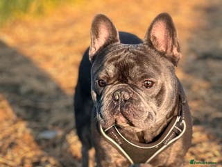 French Bulldog dogs Blue French Bulldog Male – Stud Service Only - Advert 1