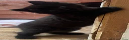 Mixed Breed cats for sale: Beautiful Black/Brown Kittens  in Bracknell - Advert 2