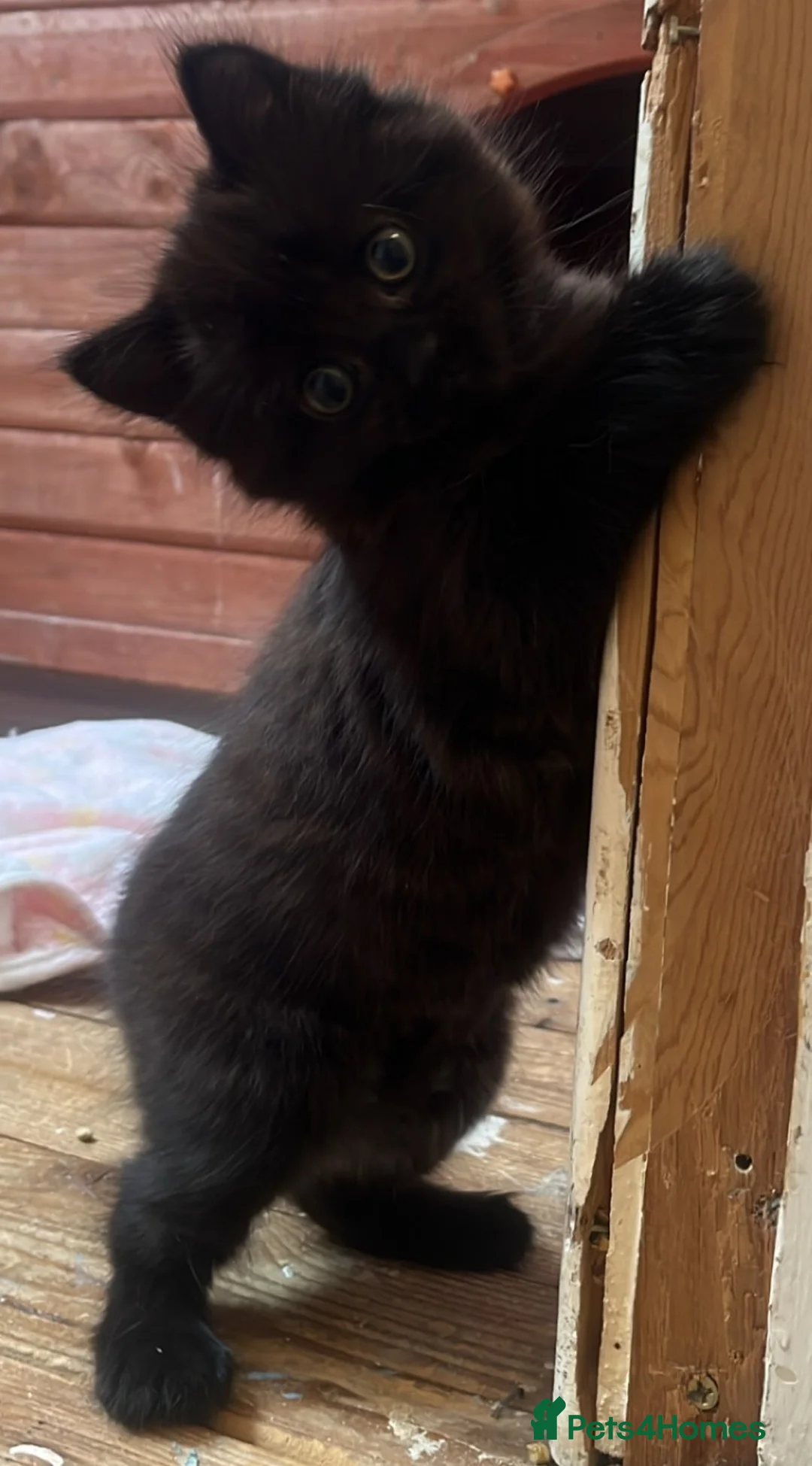 Mixed Breed cats for sale: Beautiful Black/Brown Kittens  in Bracknell - Advert 2