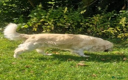 Golden Retriever dogs for stud: Purebred Golden Retriever for Stud - Image 6