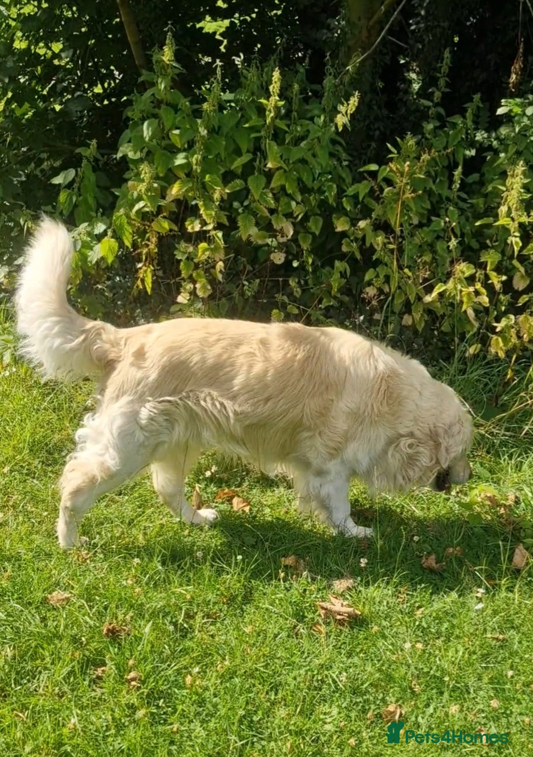 Golden Retriever dogs for stud: Purebred Golden Retriever for Stud - Image 6