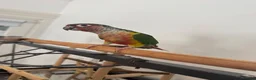 Conures birds for sale: Red factor, yellow sided pineapple conure - Advert 10