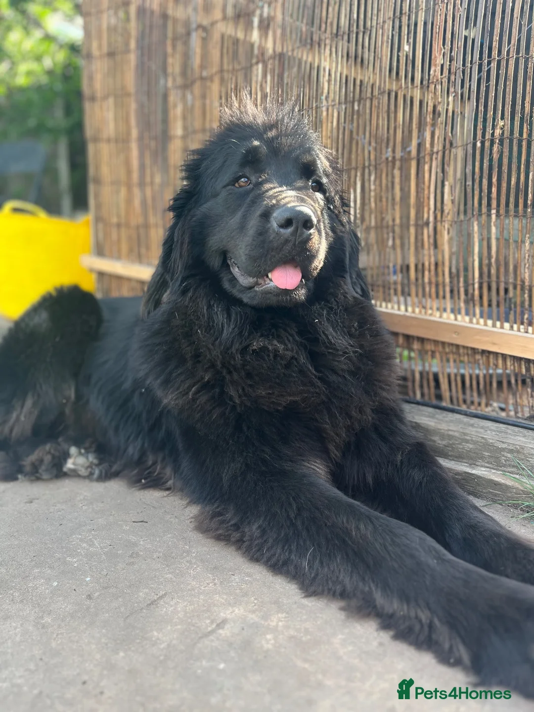 Newfoundland dogs for sale: Gorgeous Newfie Shepherd girl 5 months old - Advert 2