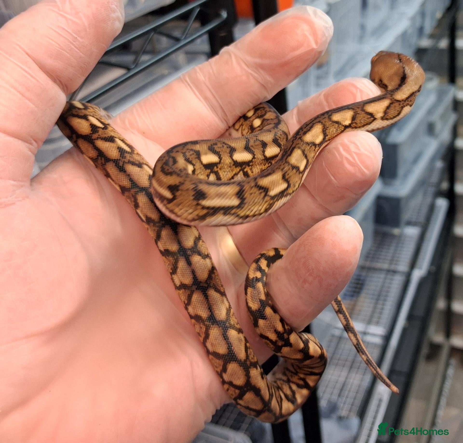 Python Snake reptiles for sale: Malayopython's Dwarf - Super Dwarfs - Advert 2