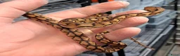 Python Snake reptiles for sale: Malayopython's Dwarf - Super Dwarfs - Advert 2