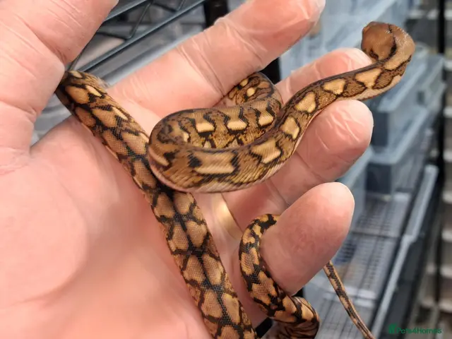 Python Snake reptiles for sale: Malayopython's Dwarf - Super Dwarfs - Advert 2