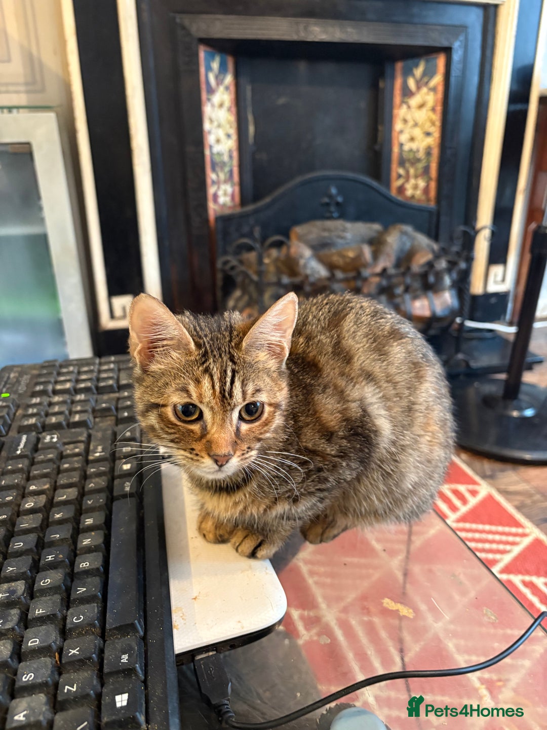 Bengal cats for sale: Registered bengal kittens - Image 3