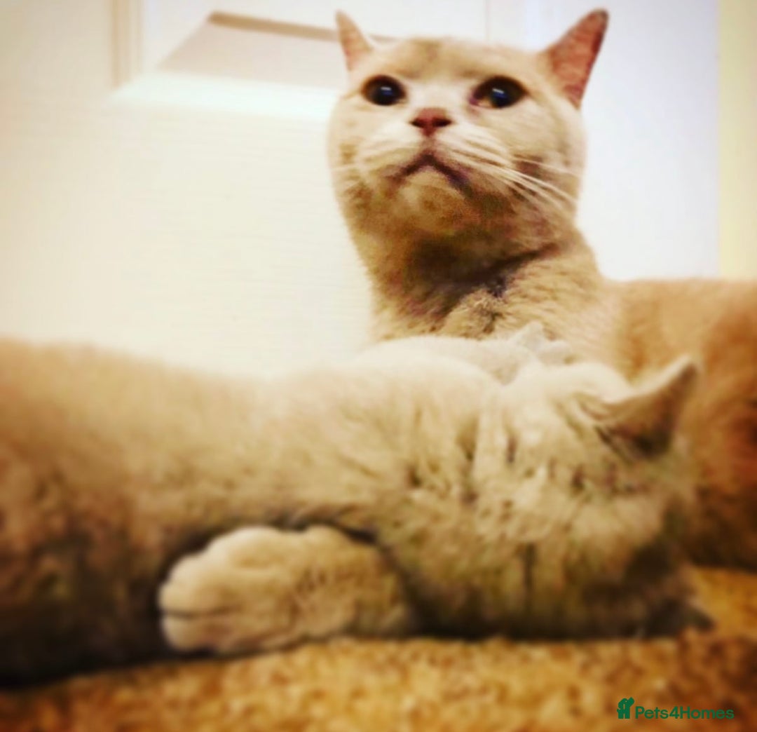British Shorthair cats for sale: Rehome 2 british shorthair sisters - Advert 3