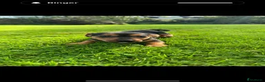 Jack Russell 1