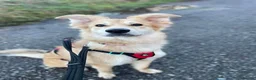 Mixed Breed dogs for adoption: Meet Mable, currently residing in Cheshire  in Nantwich - Advert 8