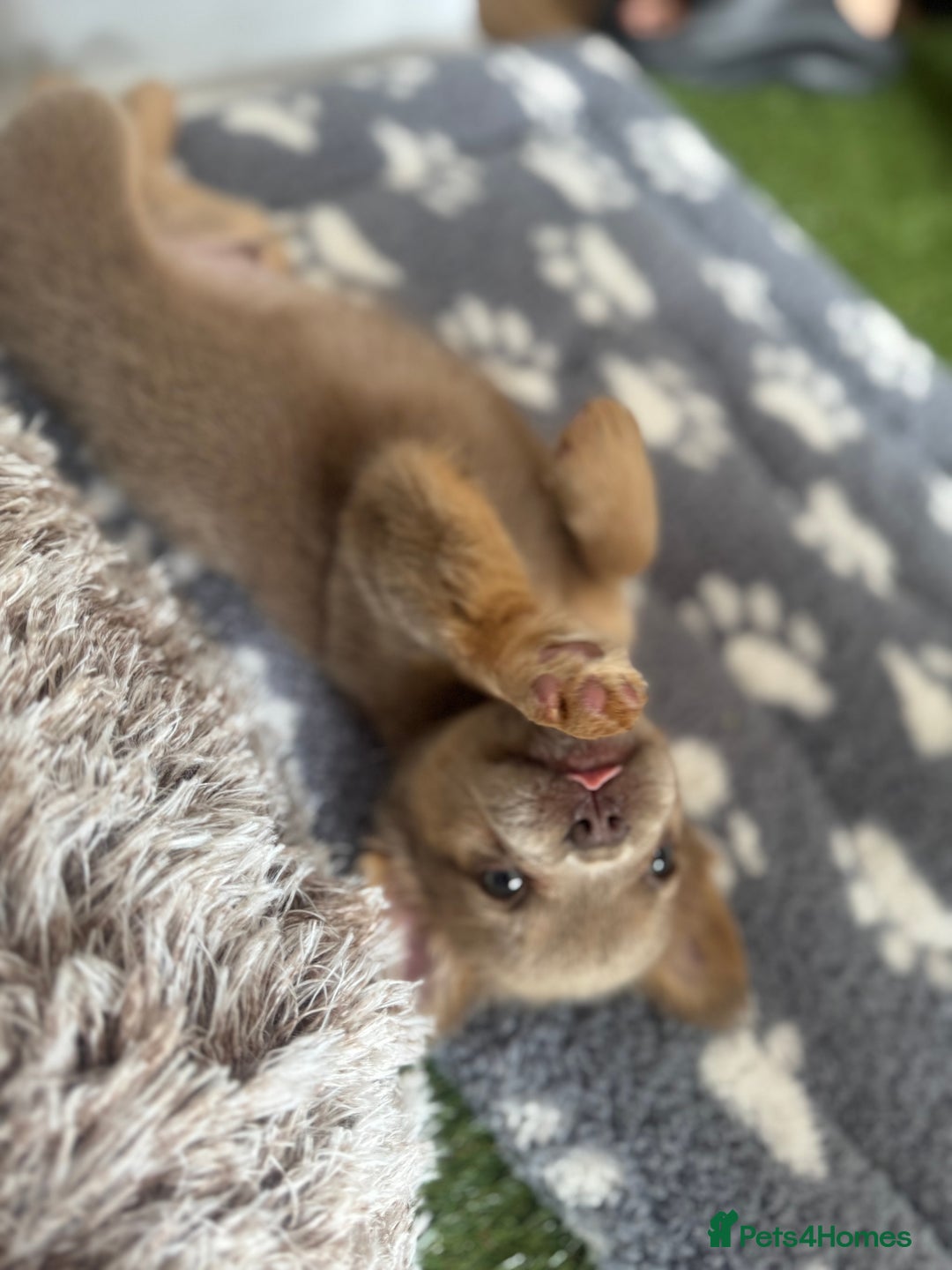 French Bulldog dogs for sale: Fluffy French Bulldogs/DNA Tested Parents  - Image 10