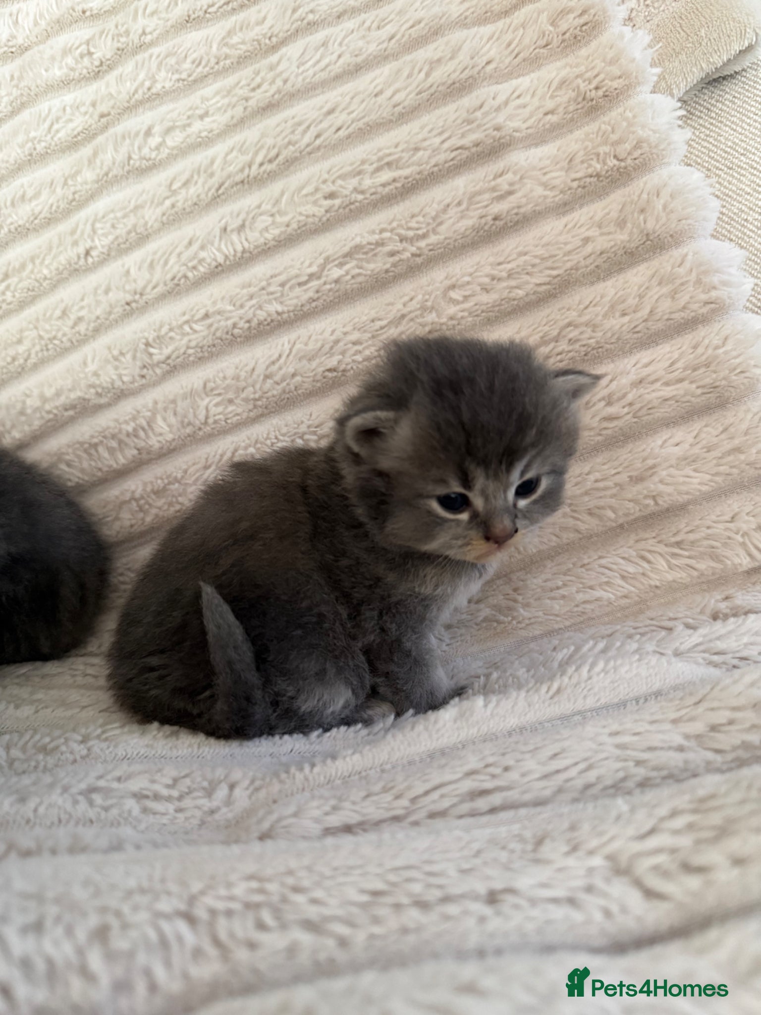 Scottish Fold cats One blue  female left ready to go .  - Advert 17