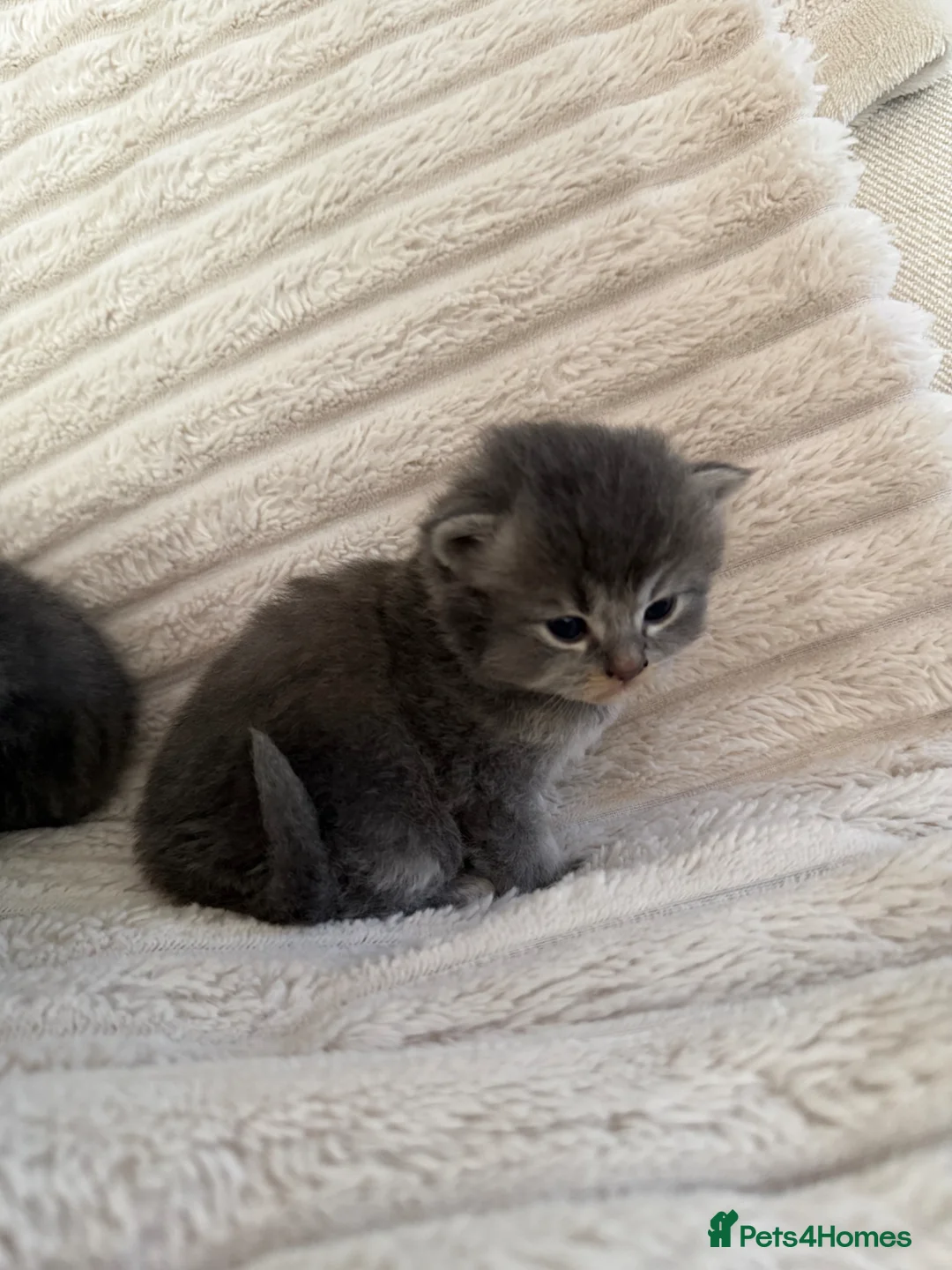 Scottish Fold cats for sale: One blue  female left ready to go .  - Advert 1