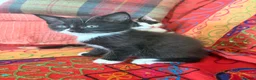 Mixed Breed cats for sale: GORGEOUS MAINE COON X PERSIAN KITTENS  - Advert 15