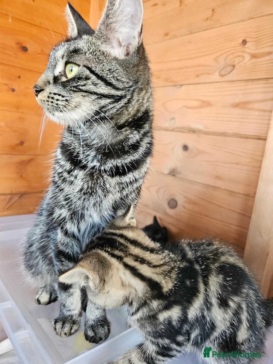 Mixed Breed cats for sale: Looking for forever home😻 - Advert 9