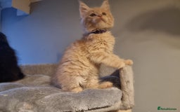 Maine Coon cats for sale: TICA REG.  Amazing kittens  - Image 19
