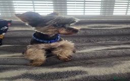 Yorkshire Terrier dogs for stud: Gorgeous tiny black and brown yorkshire terrier  in Hereford - Image 23