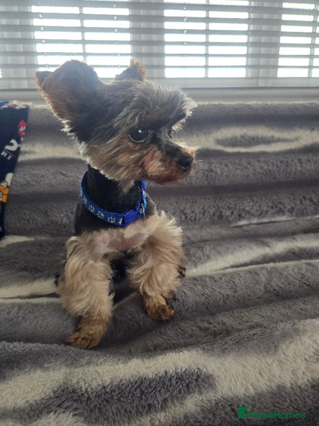Yorkshire Terrier dogs for stud: Gorgeous tiny black and brown yorkshire terrier  in Hereford - Image 23
