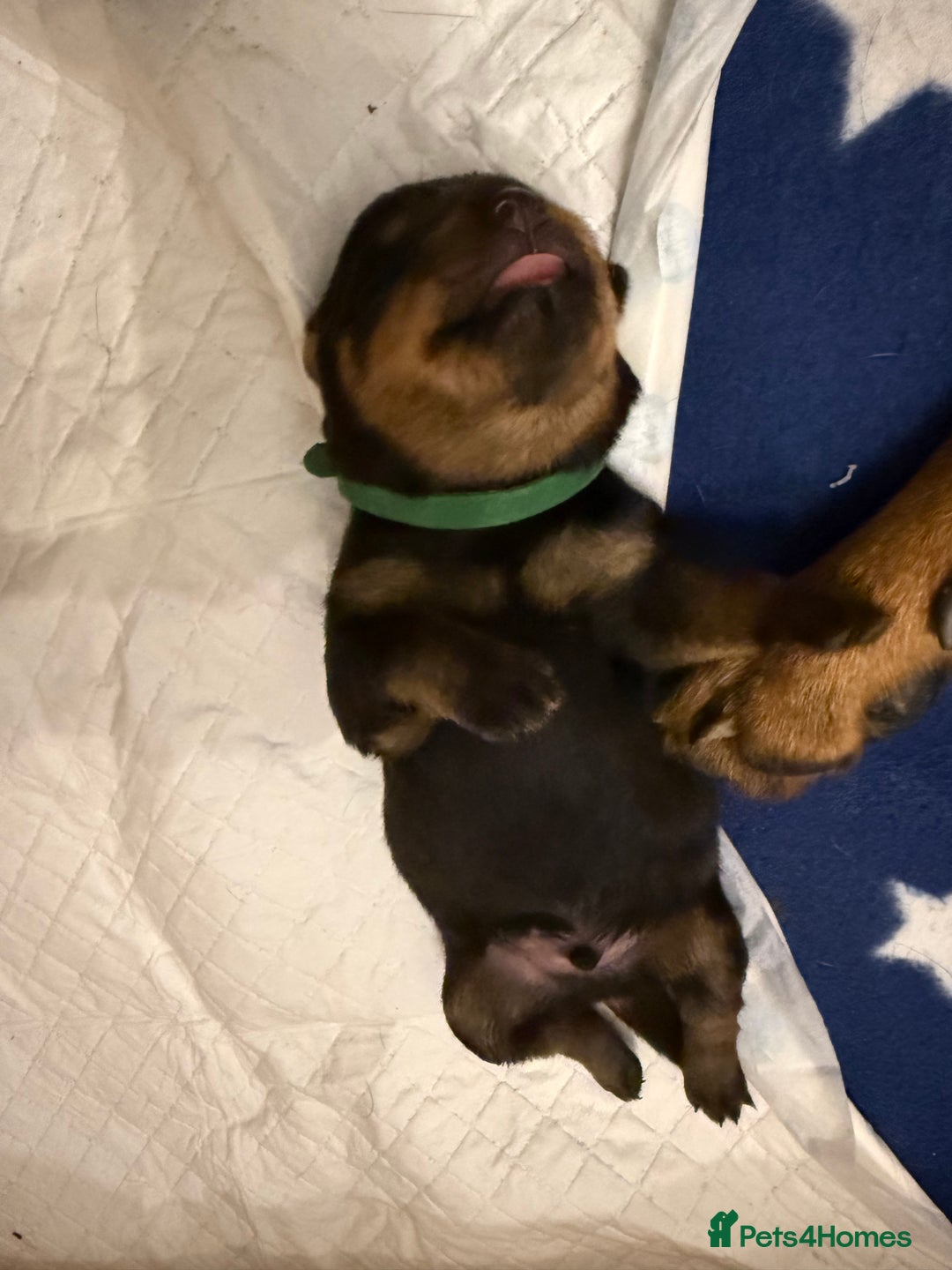 Rottweiler dogs for sale: Rottweiler puppies for 5* homes - Advert 5