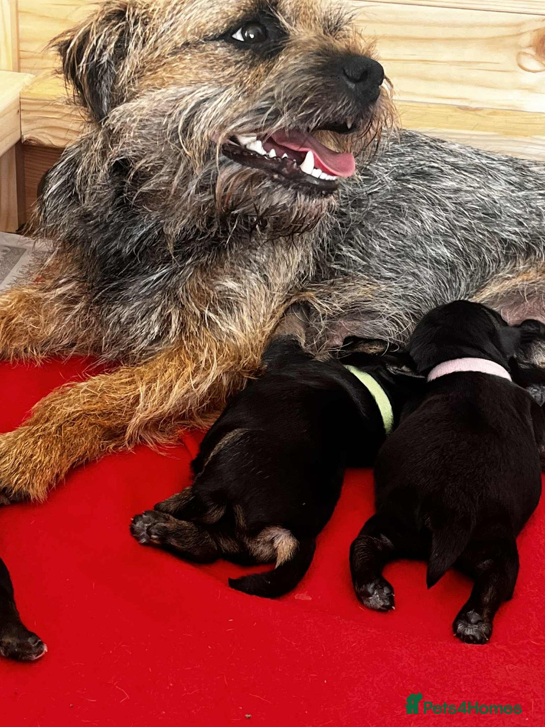 Border Terrier dogs for sale: Border Terrier pups - Blue & Tan - Image 5