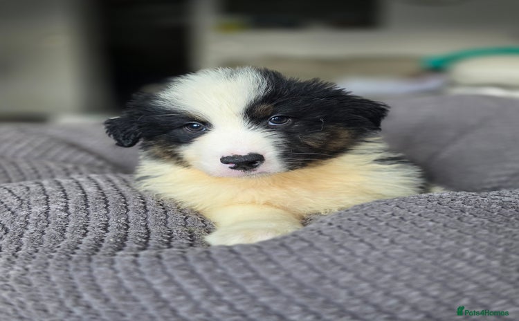 Australian Shepherd dogs - Advert 1