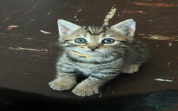 Bengal cats for sale: Bengal Kittnes  - Image 4