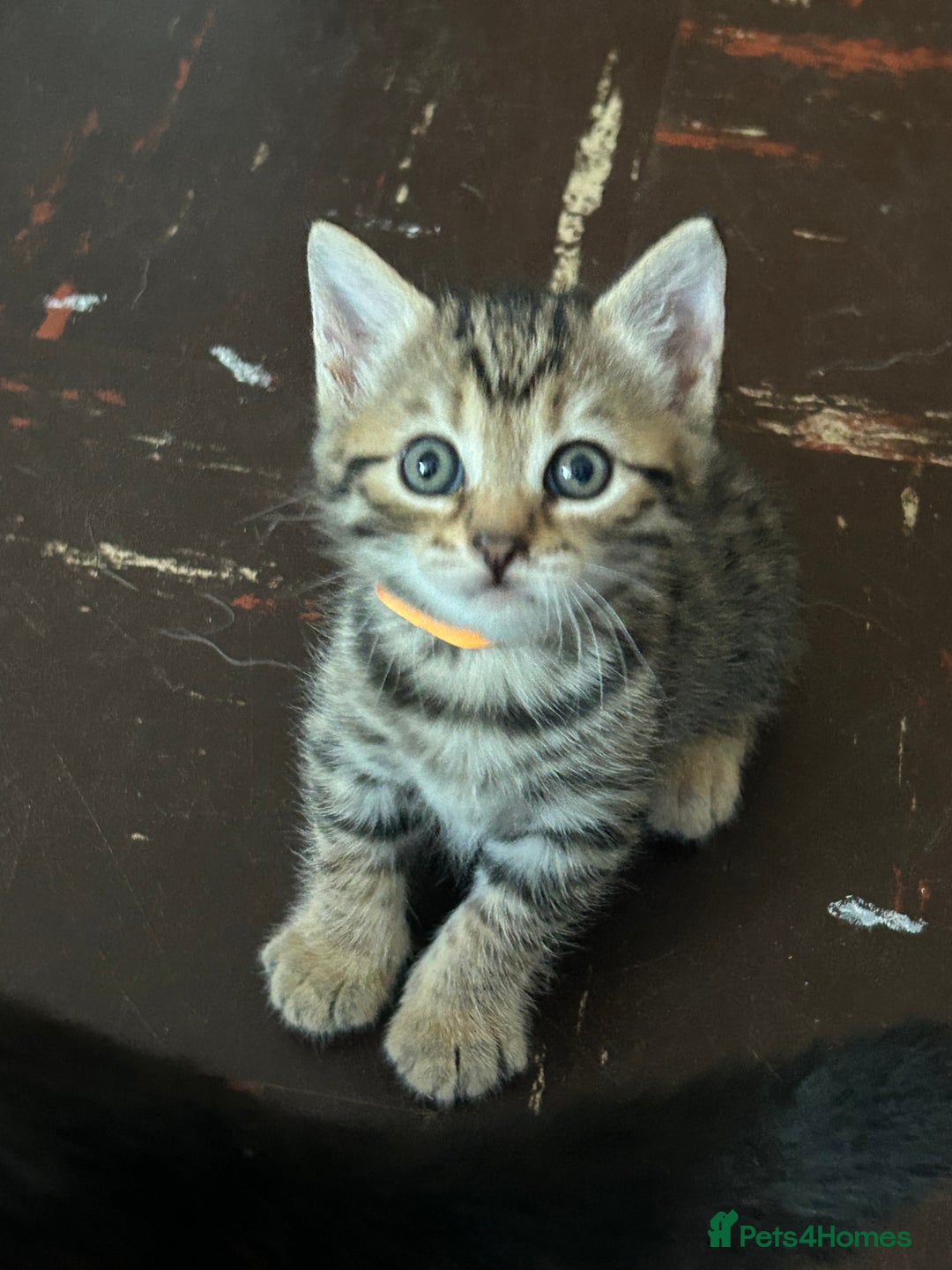 Bengal cats for sale: Bengal Kittnes  - Image 4