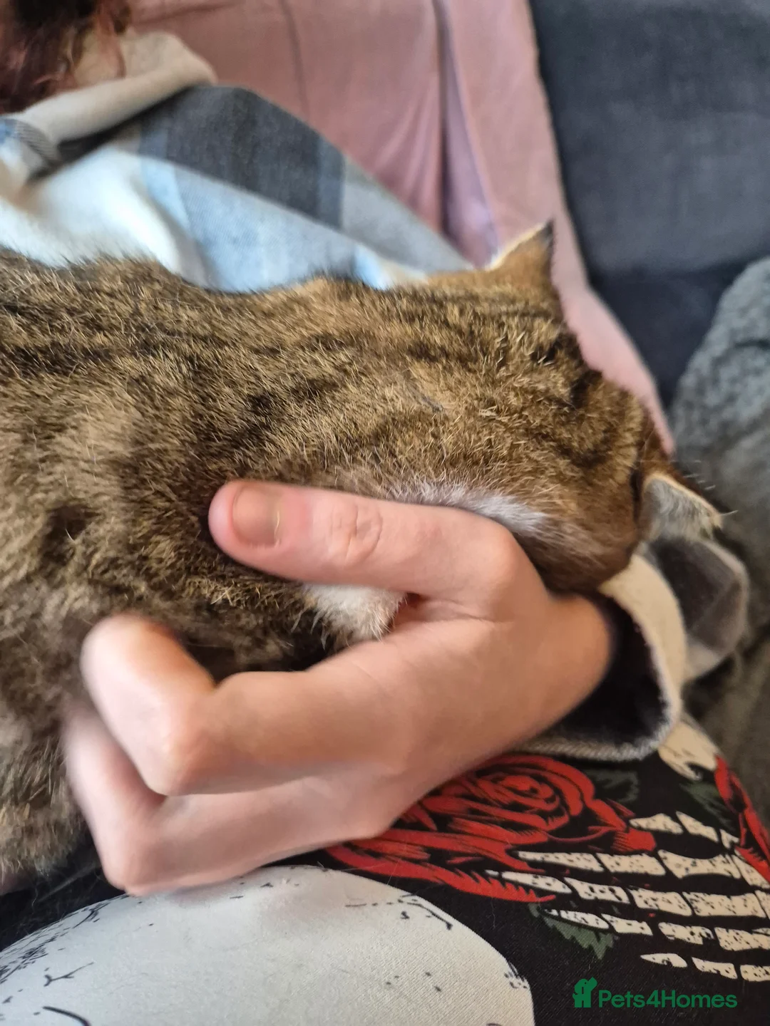 Selkirk Rex cats for sale: Pedigree selkirk rex cuddliest boy - Advert 7