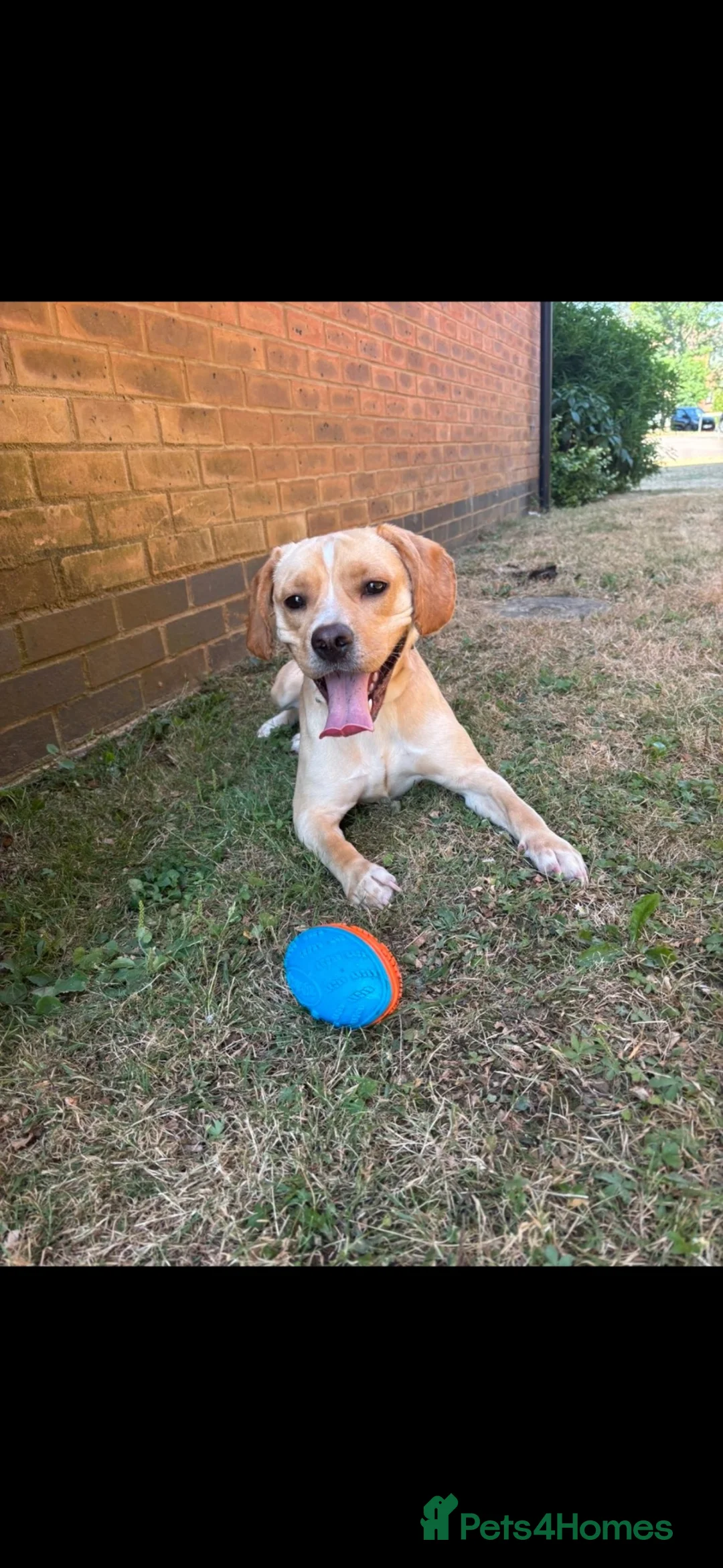 Cocker Spaniel dogs for adoption: cockerspaniel X - Advert 1