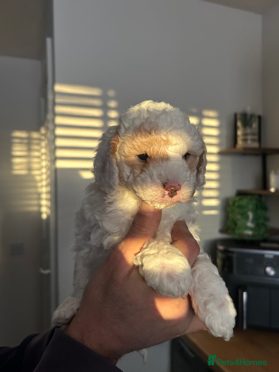 Toy Poodle dogs for sale: Beautiful phanotom toy poodle boys  - Advert 19
