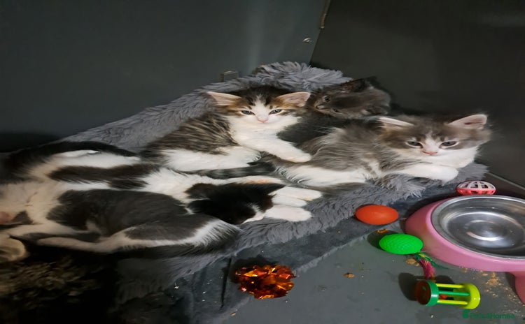Ragdoll cats - Advert 6