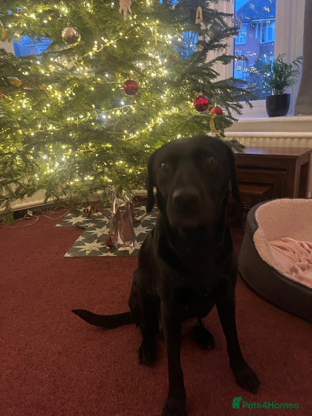 Labradoodle dogs for sale: Labradoodle puppies (home-raised) for sale - Advert 2