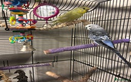 Budgerigars birds for sale: 2 budgies  - Image 2